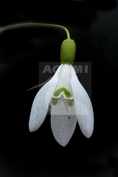 Common Snowdrop flowers stock-image by Agami/Wil Leurs,