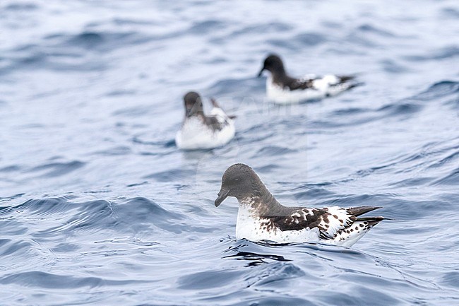 Cape Petrel (Daption capense australe) swimming at sea in the Pacific Ocean of subantarctic New Zealand. Also called the Cape or Pintado Petrel. stock-image by Agami/Marc Guyt,