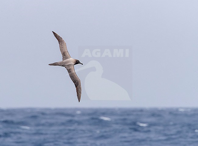 Light-mantled Albatross (Phoebetria palpebrata) flying high above the Pacific Ocean between Aucklands islands and Antipodes islands, New Zealand. stock-image by Agami/Marc Guyt,