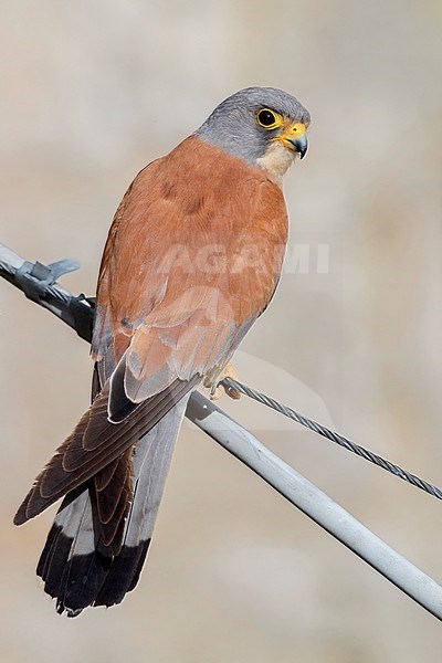 Lesser Kestrel (Falco naumanni), adult male perched on a wire in Matera, Italy. Seen on the back. stock-image by Agami/Saverio Gatto,