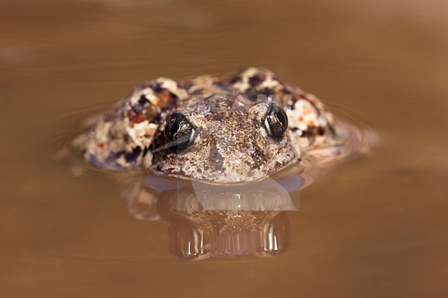 Knoflookpad in water, Common Spadefoot in water stock-image by Agami/Theo Douma,