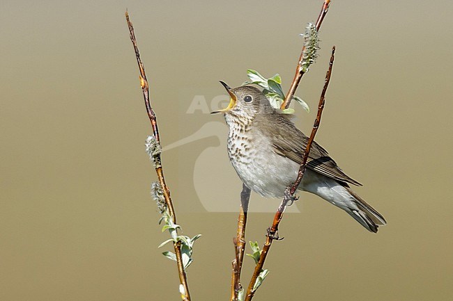 Adult Grey-cheeked Thrush (Catharus minimus) singing from a small bush on Seward Peninsula, Alaska USA. During short arctic summer. stock-image by Agami/Brian E Small,