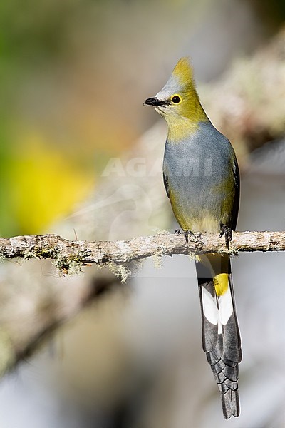 Male Long-tailed Silky-flycatcher (Ptiliogonys caudatus) perched on a branch in a rainforest in Panama. stock-image by Agami/Dubi Shapiro,