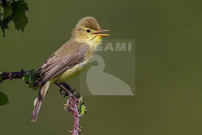 Orpheusspotvogel, Melodious Warbler stock-image by Agami/Daniele Occhiato,