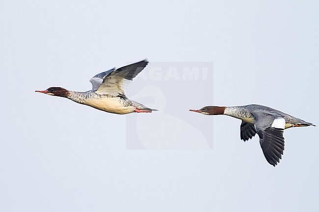 Goosander - Gänsesäger - Mergus merganser ssp. merganser, Germany, two birds in flight stock-image by Agami/Ralph Martin,