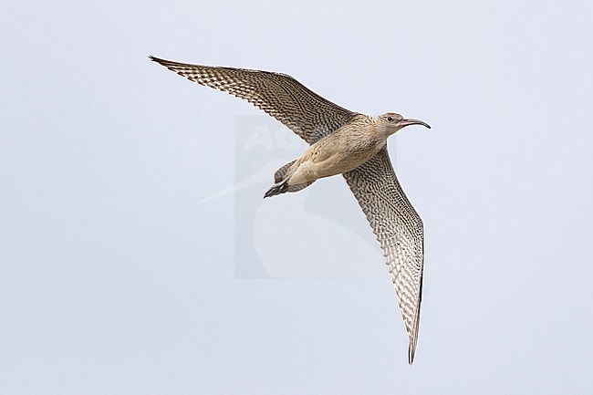 A Far Eastern Curlew (Numenius madagascariensis) flying overhead during autumn migration in Mongolia. stock-image by Agami/Mathias Putze,
