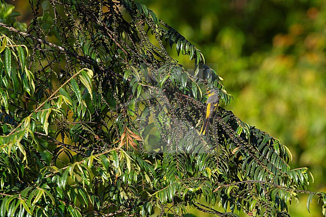 Short-billed Minivet (Pericrocotus brevirostris) in a tree in Doi Angkang, Thailand stock-image by Agami/Helge Sorensen,