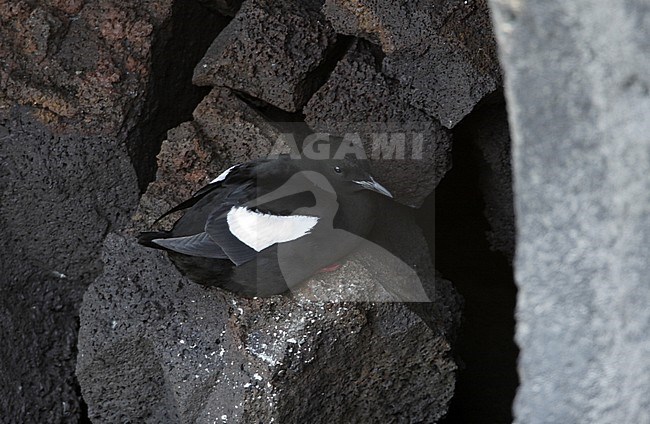 Icelandic Black Guillemot (Cepphus grylle islandicus). Adult perched on a rock at the coast of Hafnaberg in Iceland. stock-image by Agami/Helge Sorensen,