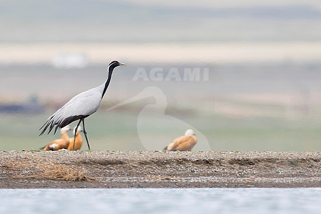 Demoiselle Crane - Jungfernkranich - Anthropoides virgo, Russia (Baikal), adult stock-image by Agami/Ralph Martin,