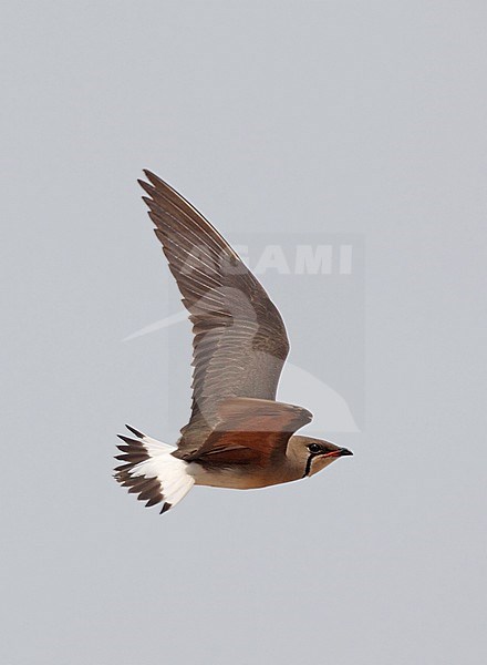Oriental Pratincole (Glareola maldivarum) flying over  Petchaburi in Thailand. stock-image by Agami/Helge Sorensen,