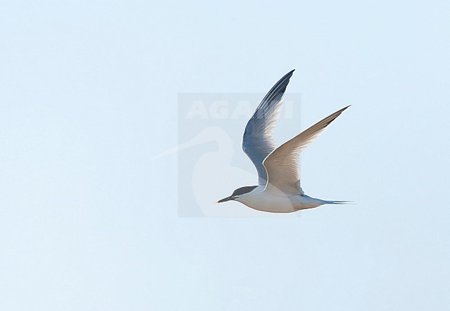Sandwich Tern (Sterna sandvicensis) on Wadden island Texel in the Netherlands. In flight with backlight. stock-image by Agami/Marc Guyt,