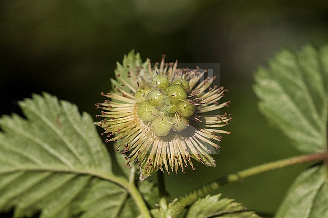 Salmonberry berries stock-image by Agami/Wil Leurs,