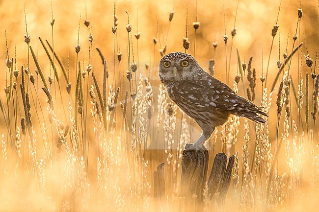 Little Owl (Athene noctua) in Italy. Photographed with beautiful backlight. stock-image by Agami/Daniele Occhiato,