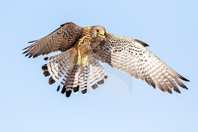 Lesser Kestrel (Falco naumanni) in Spain. Female in fligt. stock-image by Agami/Oscar Díez,