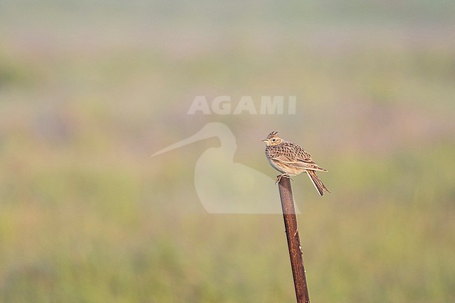 European Skylark on lookout post in small scale farmland stock-image by Agami/Arnold Meijer,
