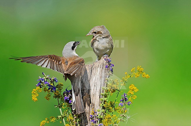Male Red-backed Shrike (Lanius collurio) feeding young bird stock-image by Agami/Alain Ghignone,