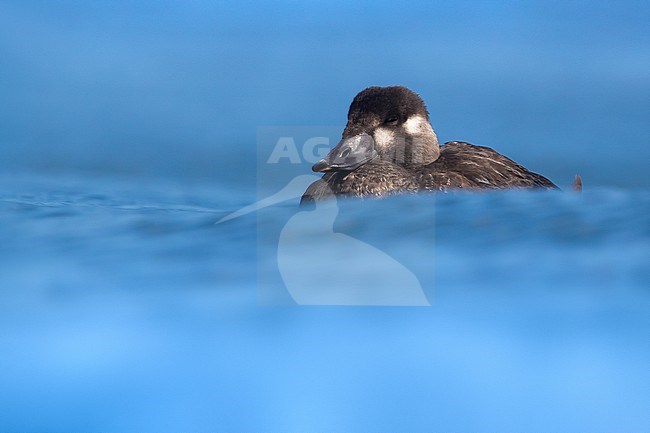 Female Surf Scoter stock-image by Agami/Daniele Occhiato,