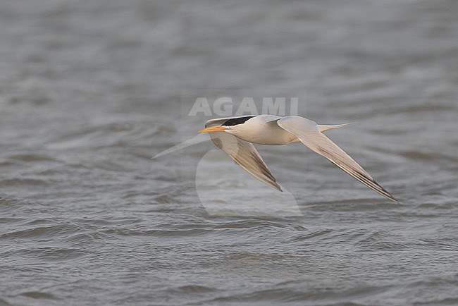West African Crested Tern (Thalasseus albididorsalis) in flight. stock-image by Agami/David Monticelli,