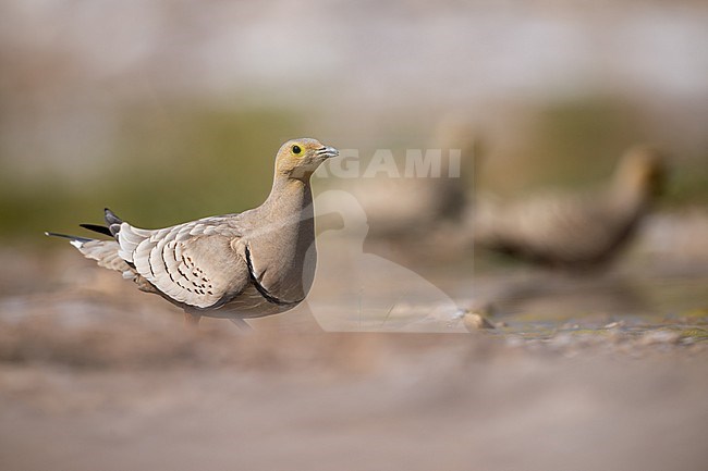 Male Chestnut-bellied Sandgrouse (Pterocles exustus) wintering in Oman. stock-image by Agami/Sylvain Reyt,