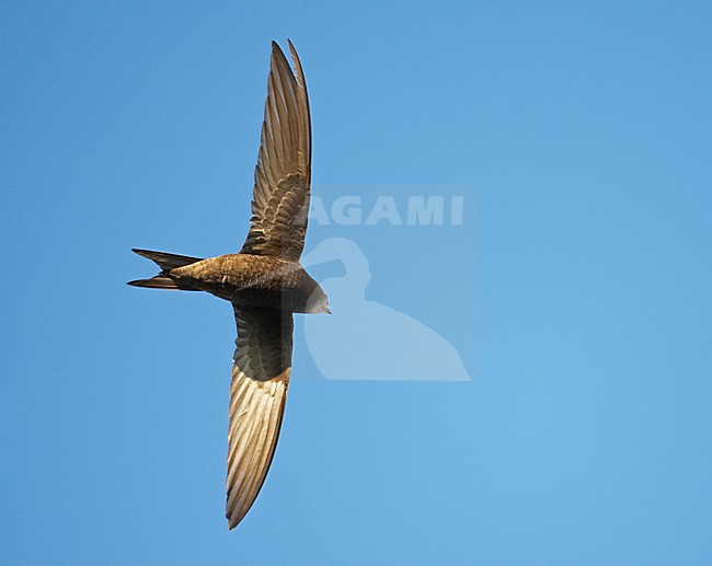 Gierzwaluw vliegend; Common Swift flying stock-image by Agami/Markus Varesvuo,