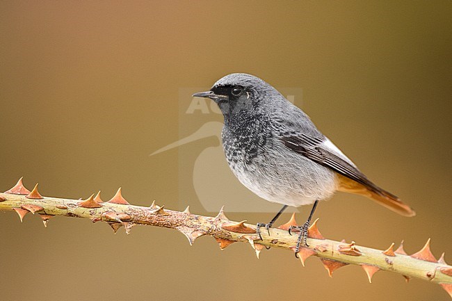 Black Redstart (Phoenicurus ochruros) male perched on a branch with thorns stock-image by Agami/Oscar Díez,