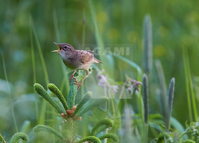 Zingende Sprinkhaanzanger, Singing Common Grasshopper Warbler stock-image by Agami/Markus Varesvuo,