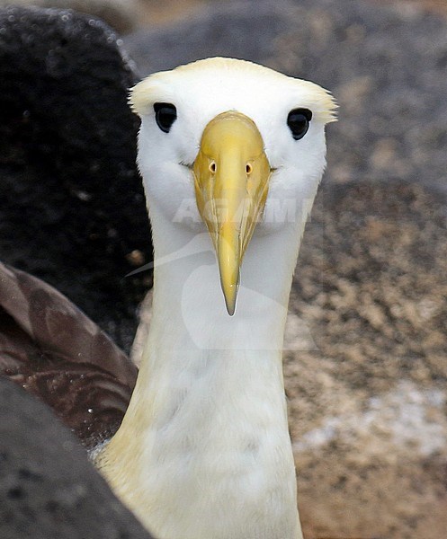 Critically endangered Waved Albatross (Phoebastria irrorata) on Espanola Island, in the Galapagos islands, Ecuador. Staring in the camera. stock-image by Agami/Dani Lopez-Velasco,