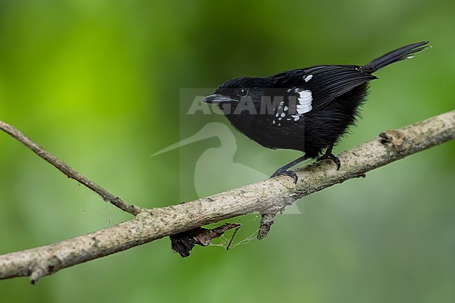 Male Dot-winged Antwren (Microrhopias quixensis) perched on a branch in a rainforest in Panama. stock-image by Agami/Dubi Shapiro,