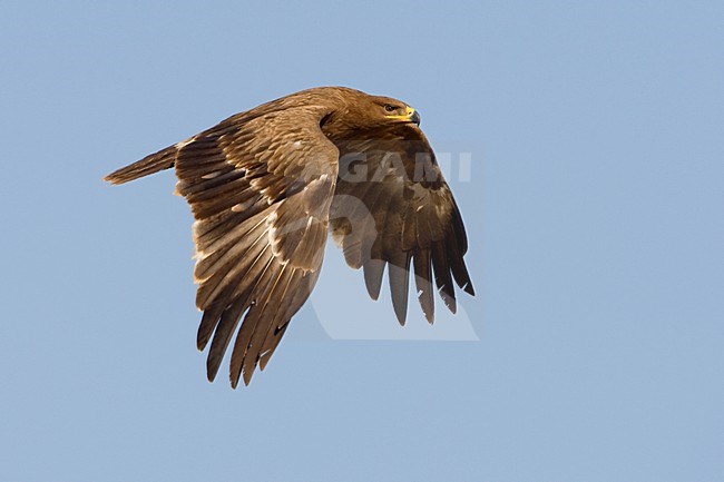 Onvolwassen Steppearend in de vlucht; Immature Steppe Eagle in flight stock-image by Agami/Daniele Occhiato,