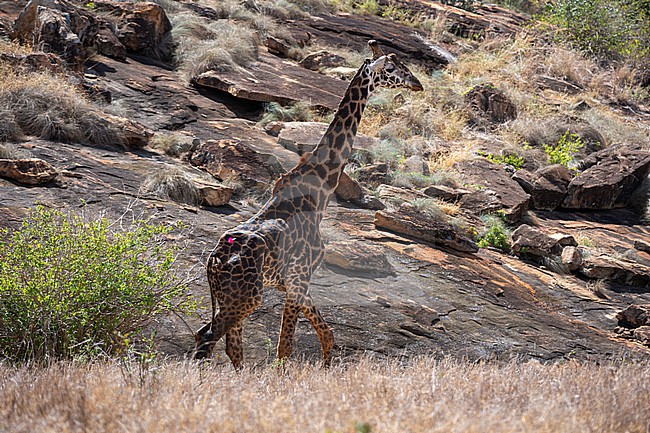 A wounded giraffe, with a poacher's snare on leg, is darted so it can be treated by Kenya Wildlife Services mobile veterinary unit. Voi, Tsavo Conservation Area, Kenya. stock-image by Agami/Sergio Pitamitz,