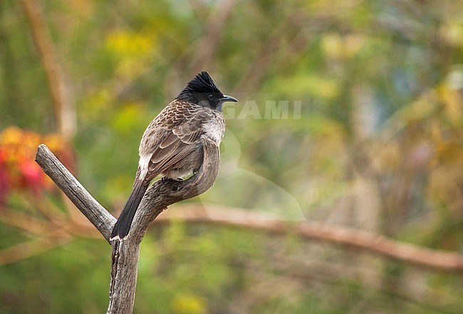 Adult Red-vented Bulbul (Pycnonotus cafer) perched on a piece of dead wood. stock-image by Agami/Marc Guyt,