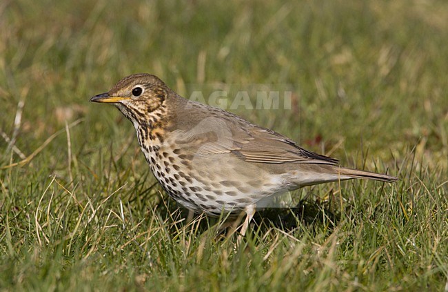 Song Thrush in gras; Zanglijster in gras stock-image by Agami/Arie Ouwerkerk,