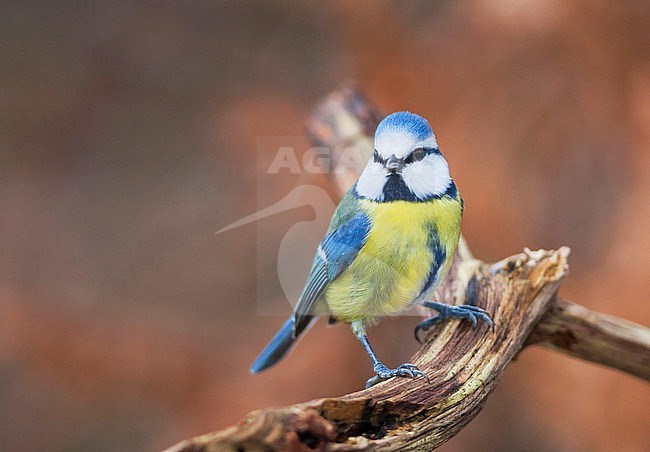 Blue Tit - Blaumeise - Cyanistes caeruleus ssp. caeruleus, Germany, adult stock-image by Agami/Ralph Martin,