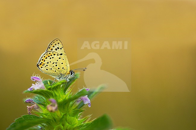 Bruine vuurvlinder, Sooty Copper stock-image by Agami/Wil Leurs,