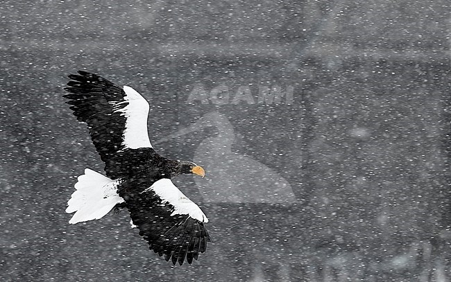 Volwassen Stellers zeearend in vlucht, Adult Stellers Sea-eagle in flight stock-image by Agami/Markus Varesvuo,