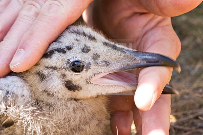 Donsjong van Zilvermeeuw; Chick of Herring Gull stock-image by Agami/Marc Guyt,