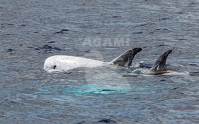Risso's Dolphin swiming off Graciosa, Azores. August 2012. stock-image by Agami/Vincent Legrand,