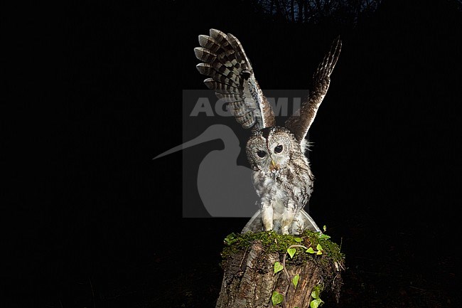 Adult Tawny Owl (Strix aluco) perched on a tree stump in the Aosta valley in northern Italy. stock-image by Agami/Alain Ghignone,