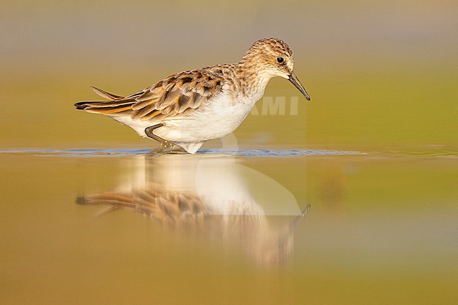 Little Stint (Calidris minuta), side view of an adult standing in the water, Campania, Italy stock-image by Agami/Saverio Gatto,