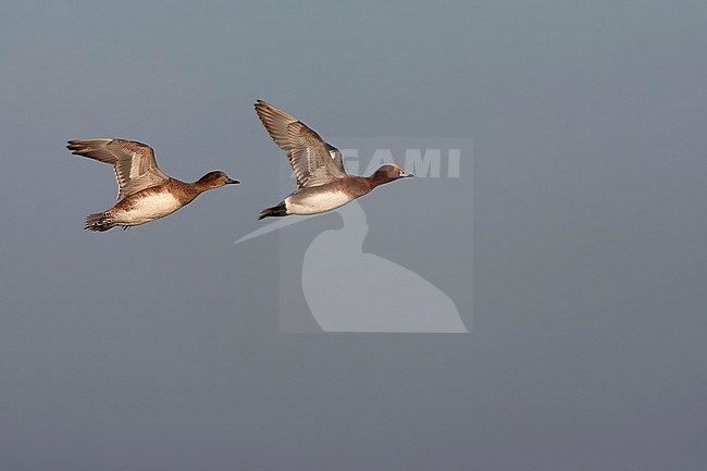 Eurasian Wigeon (Anas penelope) wintering in the Netherlands. stock-image by Agami/Marc Guyt,