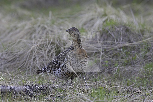 Capercaillie female standing; Auerhoen vrouw staand stock-image by Agami/Jari Peltomäki,
