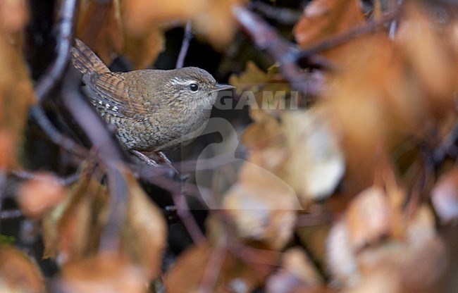 Winterkoning zittend op tak, Winter Wren perched on branch stock-image by Agami/Markus Varesvuo,