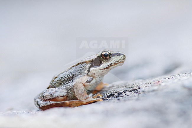 Grass Frog (Rana temporaria) taken the 13/09/2022 at Risotas - France. stock-image by Agami/Nicolas Bastide,