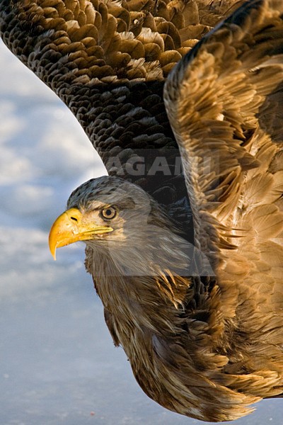 Zeearend in de winter; White-tailed Eagle in winter stock-image by Agami/Marc Guyt,