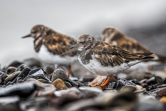 Ruddy Turnstone (Arenaria interpres) in winter on rocks stock-image by Agami/Daniele Occhiato,