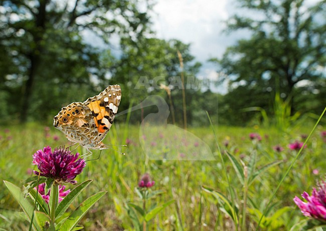 Distelvlinder op paarse bloem, Painted Lady at purple flower stock-image by Agami/Rob de Jong,