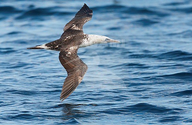 Second-year Northern Gannet (Morus bassanus) in flight off Cornwall, Great Britain. Showing upperwing. stock-image by Agami/Marc Guyt,