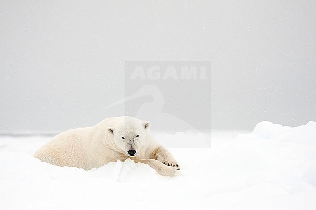 Polar bear (Ursus maritimus) lying in snow stock-image by Agami/Caroline Piek,