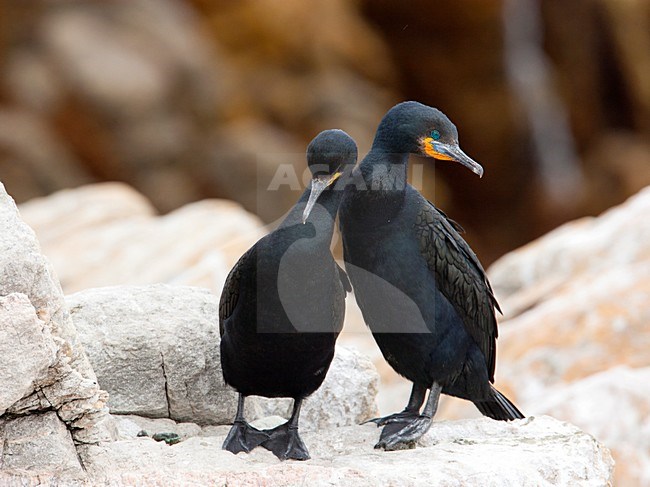 Verliefd paartje Kaapse Aalscholvers, Pair of Cape Cormorants stock-image by Agami/Wil Leurs,