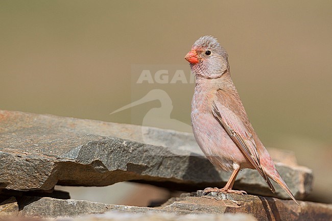 Trumpeter Finch - WÃ¼stengimpel - Bucanetes githagineus ssp. zedlitzi, Morocco stock-image by Agami/Ralph Martin,